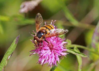 Volucella inanis, male, hoverfly